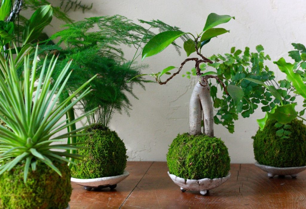 kokedama