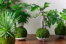 kokedama